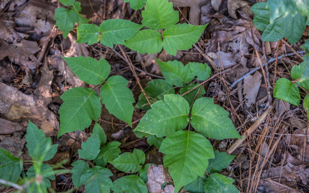 Everything You Need To Know About Poison Ivy